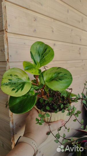 Комнатные растения