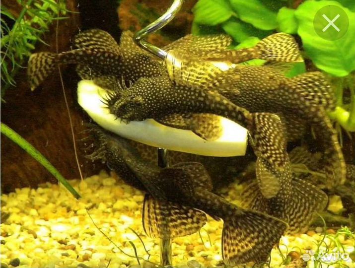 Анциструсы сомики