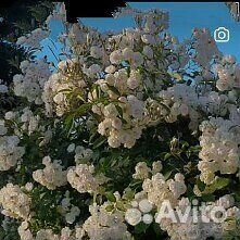 Штамбовые Розы