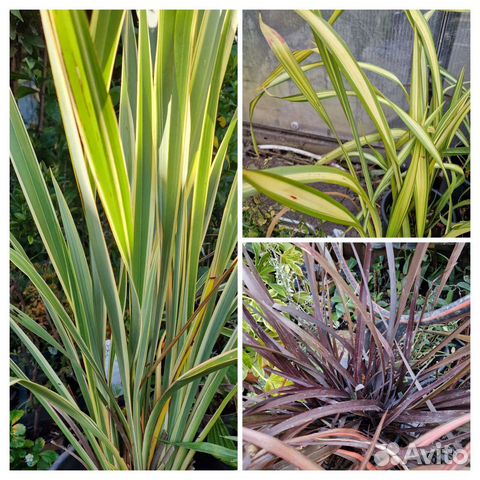 Лен,формиум,дианелла вариегата