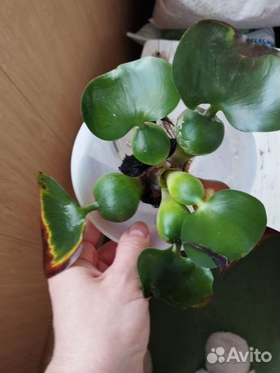 Водный гиацинт