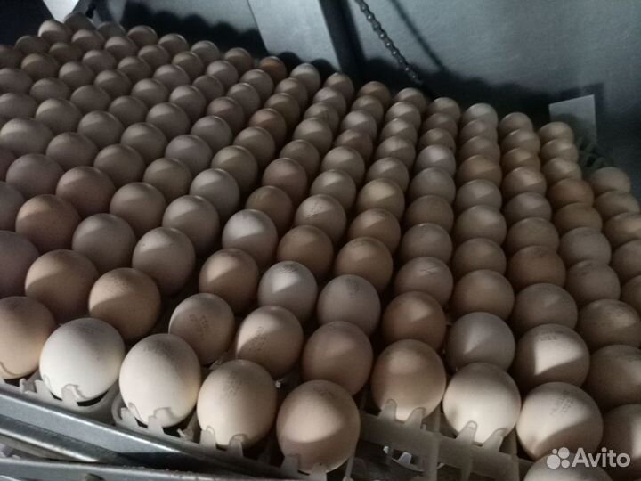 Инкубационное яйцо бройлера,цыплята