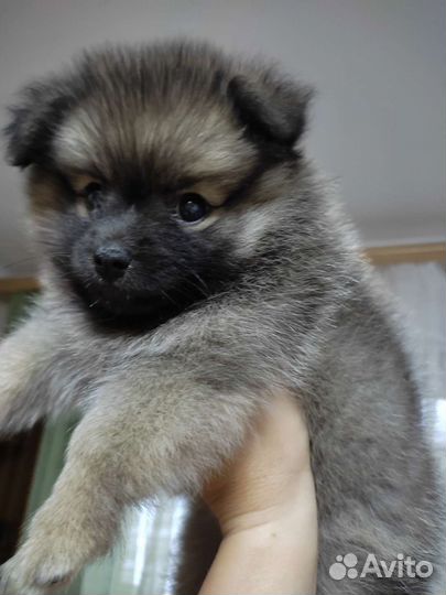 Шпиц щенок