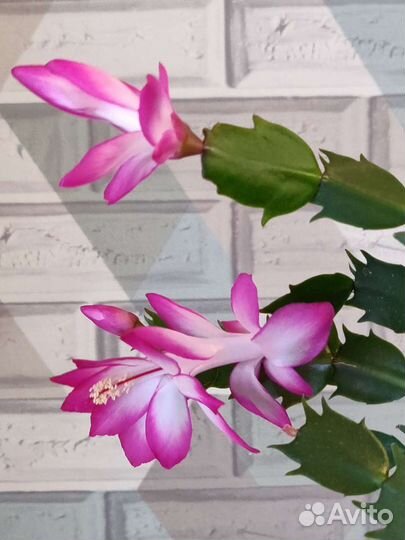 Шлюмбергеры, декабристы, рипсалидопсис