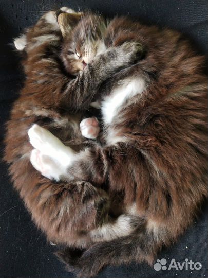 Котята мейн-кун