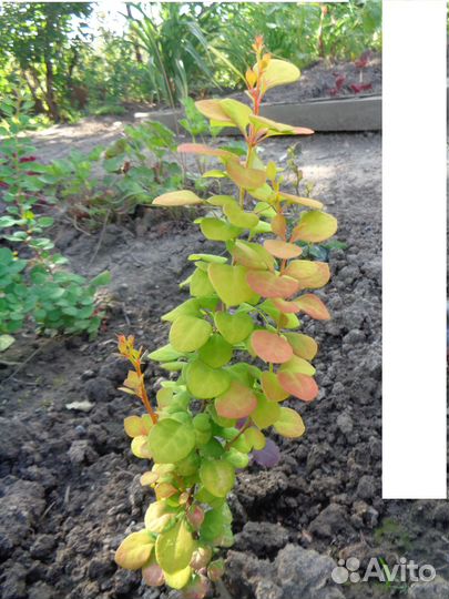 Барбарис, гортензия,пузыреплодник