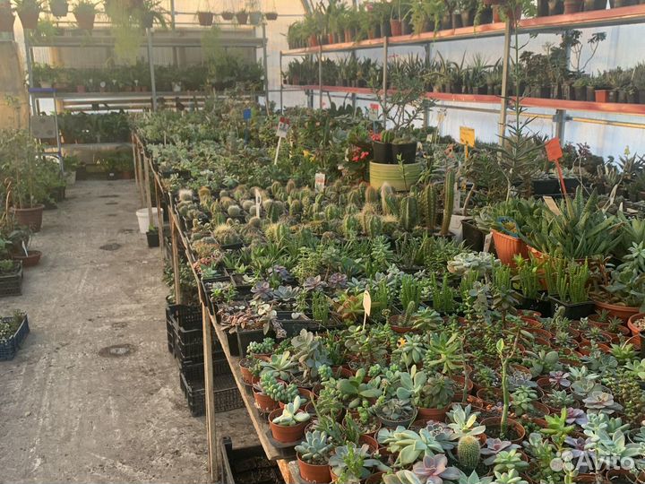 Крестовник роули из суккулентной теплицы