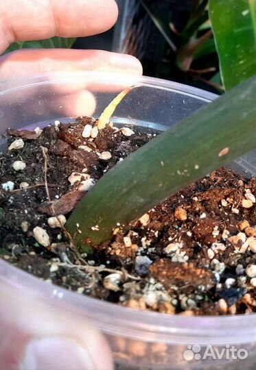 Филодендрон Радиатум вариегатный