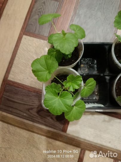 Герань пеларгония карликовая