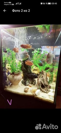 Аквариум с тумбой juwel 120 литров с рыбками