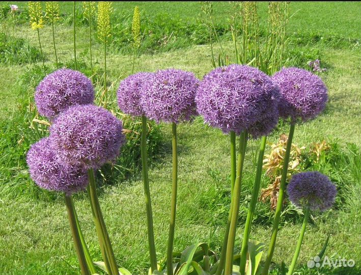 Декоративный лук