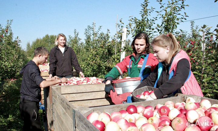 Сборка яблок с проживанием
