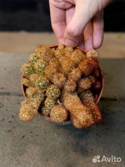 Кактус Набор