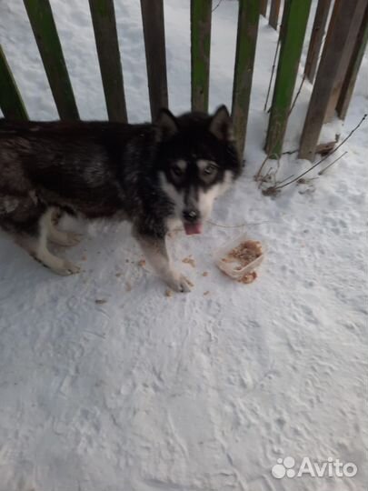 Хаски в добрые руки