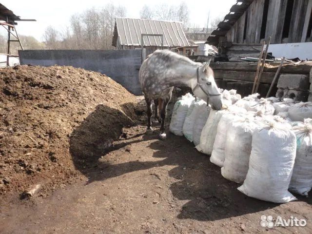 Конский навоз