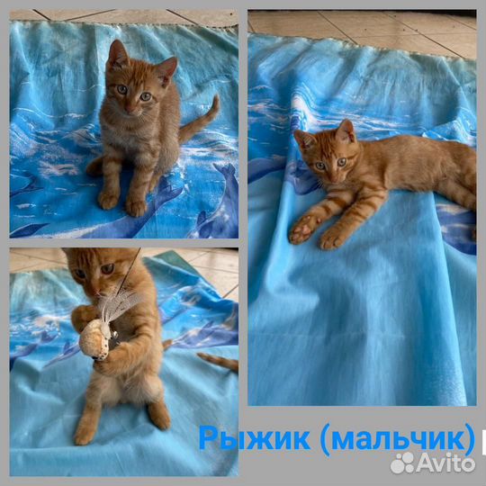 Котята в добрые руки