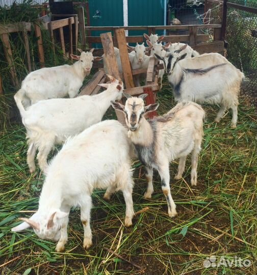 Козлята от высокоудойных коз