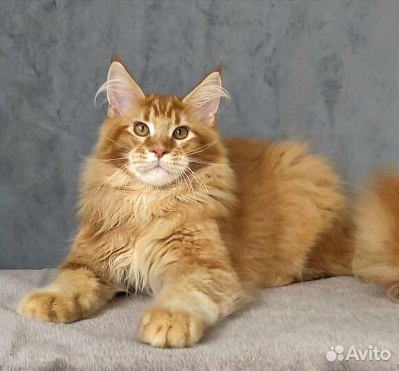 Котенок Мейн-кун