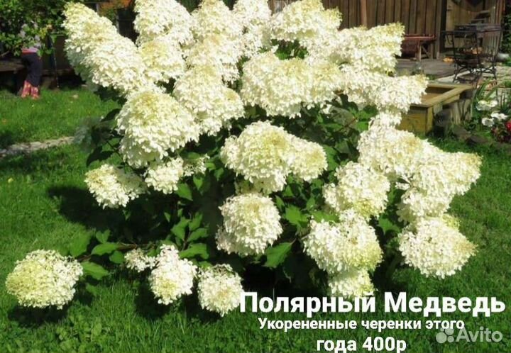 Гортензия
