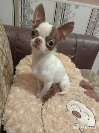 Чихуахуа мальчик