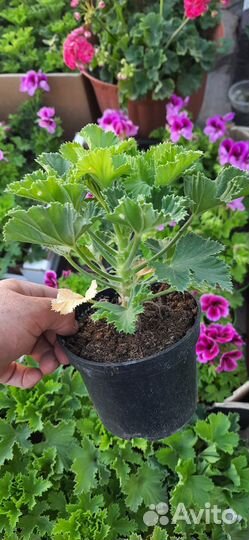 Герань королевская