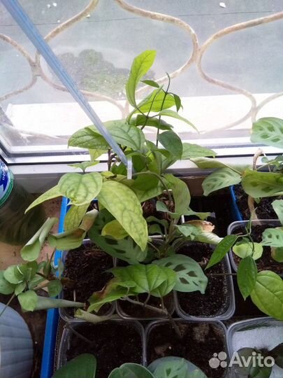 Продам комнатные цветы