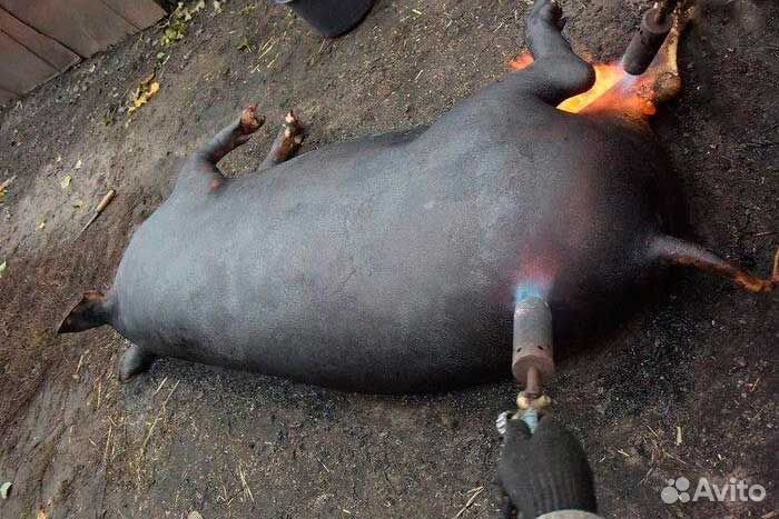 Забойщик скота