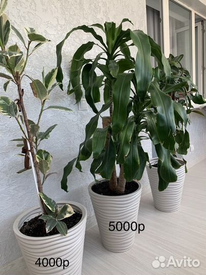 Комнатные цветы