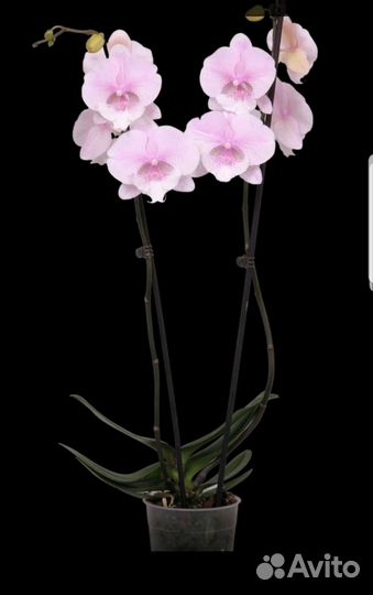 Орхидея Qween Kizz