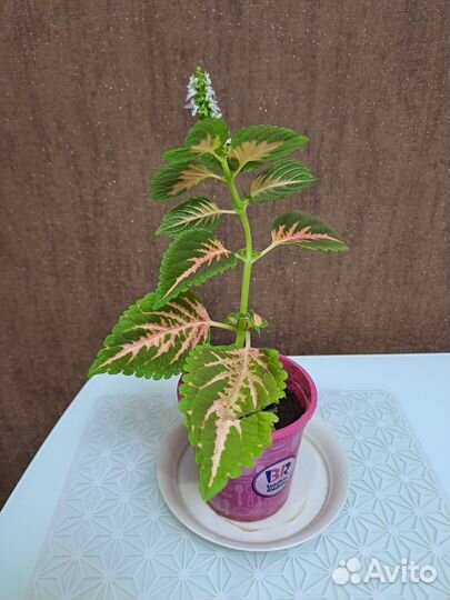 Алое и фикус, колеус, фиалка