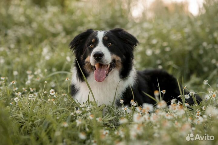 Щенки бордер колли