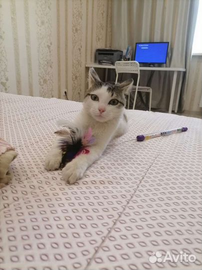 Котик