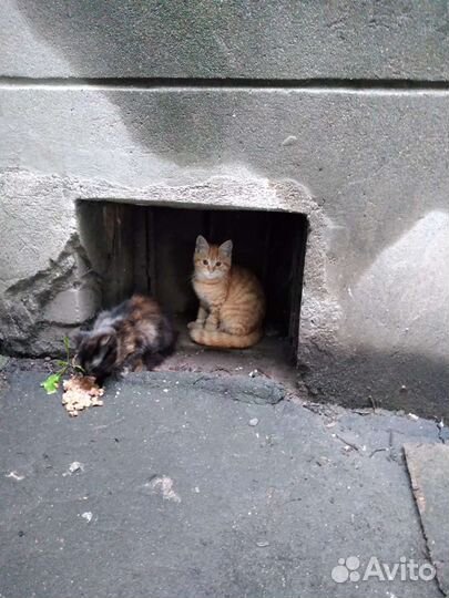 Красивые котята