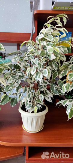 Фикус бенджамина пестролистный