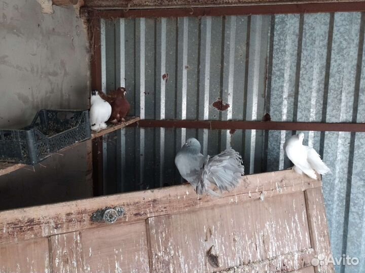 Статные голуби