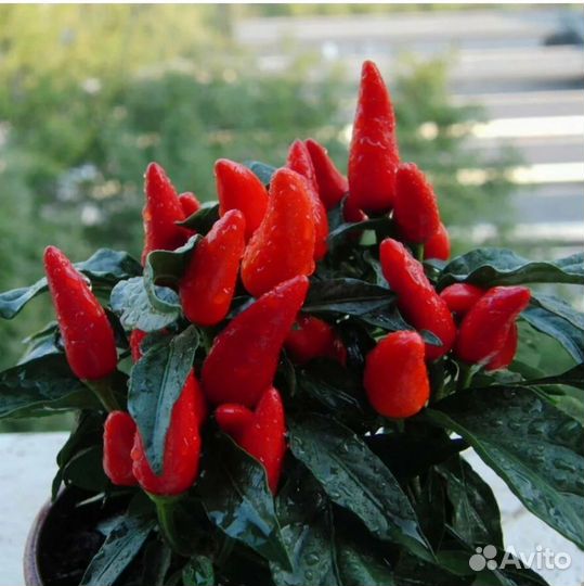 Рассада острого перчика 