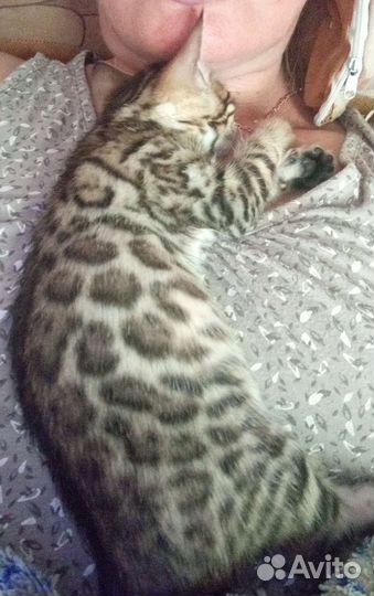 Бенгальская