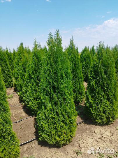 Туя смарагд премиум класса