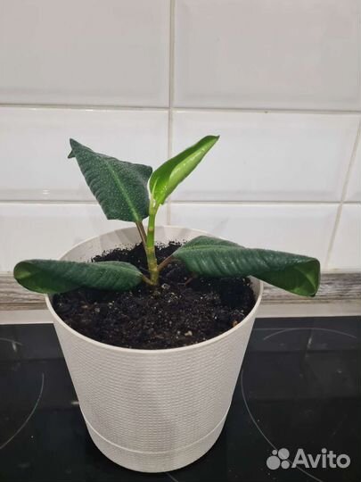 Фикус в горшке