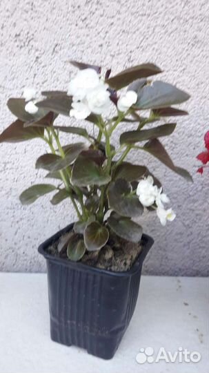 Бегония вечноцветущая махровая