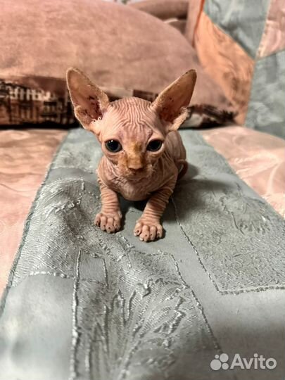 Канадский сфинкс