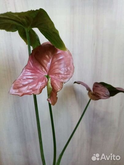 Сингониум Orm Nak, Nguengi laima, T24