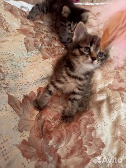 Котята - рысята