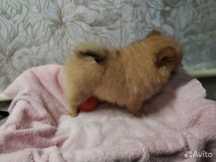 Щенки малый немецкий шпиц