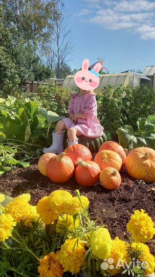 Тыква декоративная