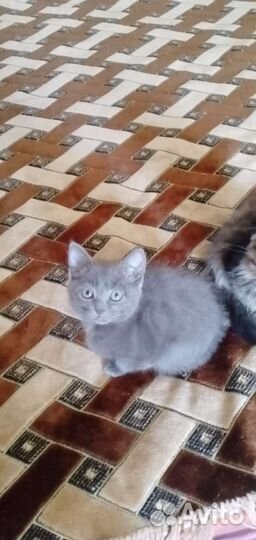 Кошечка и котик