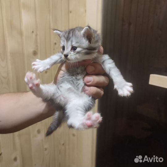 Котята сибирские