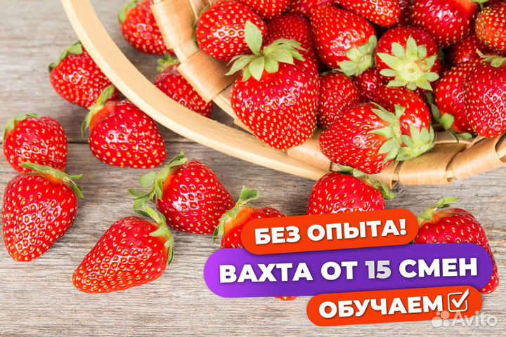 Сборщик клубники вахта с питанием Татарстан