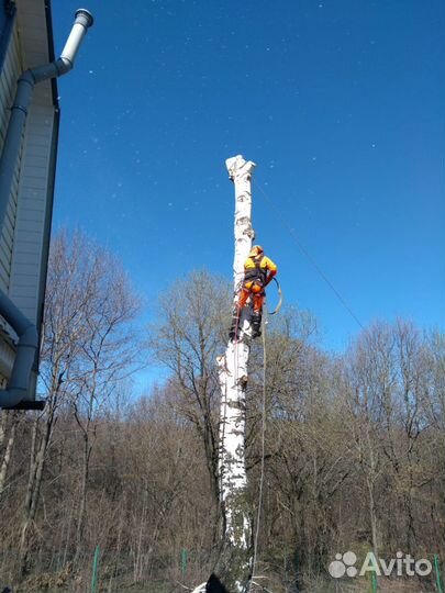 Вырубка,обрезка,спил деревьев, спустить с дерева
