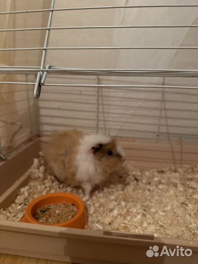 Морская свинка